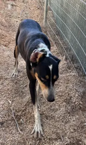 Adoptie hond Liza