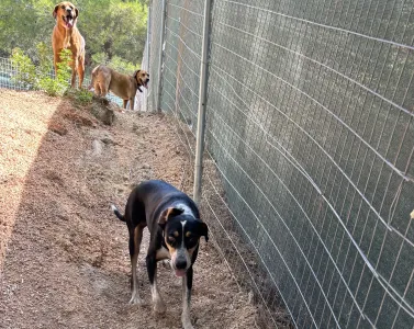 Adoptie hond Liza