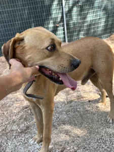 Adopt Petros