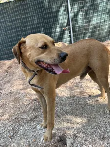 Adopt Petros
