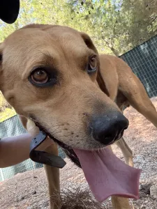 Adopt Petros