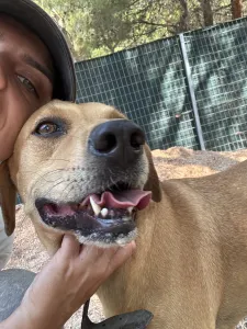 Adopt Petros