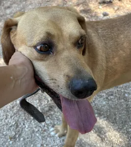 Adopt Petros