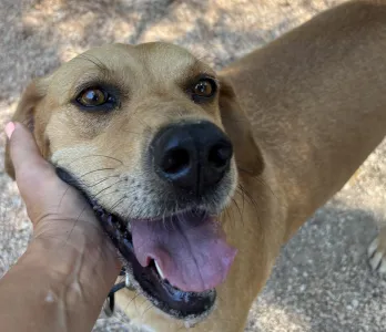 Adopt Petros