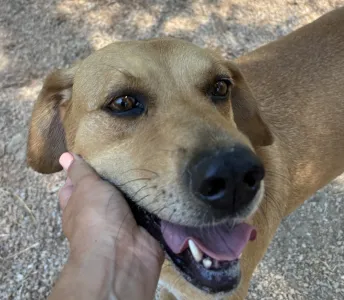 Adopt Petros