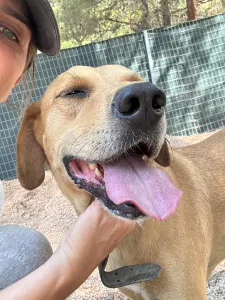 Adopt Petros