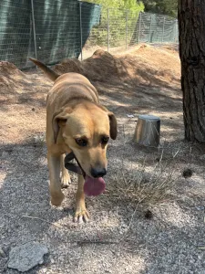 Adopt Petros
