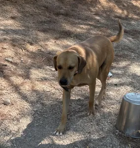 Adopt Petros