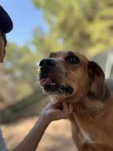 Adopt Kapios