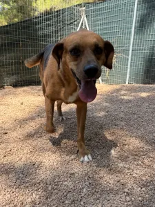 Adopt Kapios