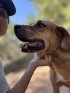 Adopt Kapios