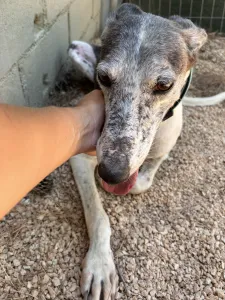 Hund Lucky adoptieren