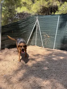 Adopt Kapios