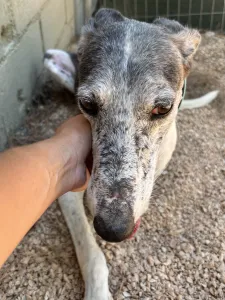 Hund Lucky adoptieren