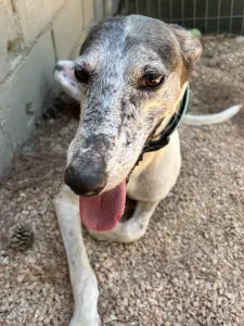 Adoption profile for Lucky