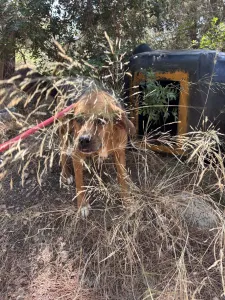 Adopt Kapios