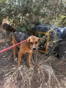 Adopt Kapios
