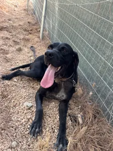 Adopt Mini
