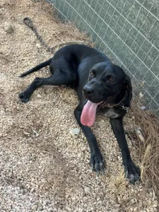 Adopt Mini