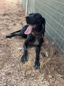 Adopt Mini