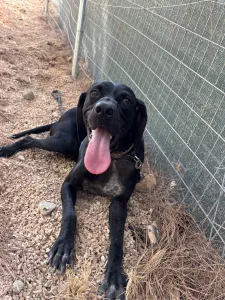 Adopt Mini