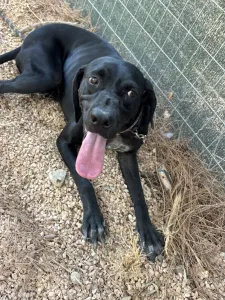 Adopt Mini