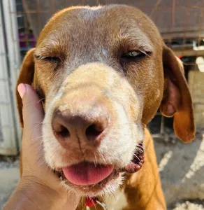 Adopt Kanelos