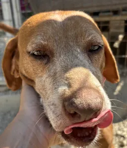 Adopt Kanelos