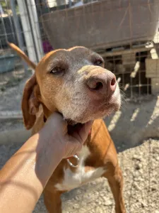 Adopt Kanelos