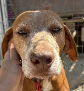Adopt Kanelos