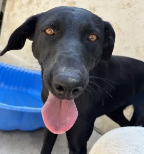 Adopt Beauty