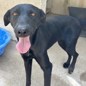 Adopt Beauty