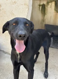 Adopt Beauty