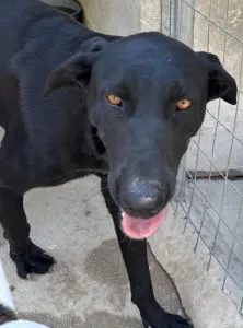 Adopt Beauty
