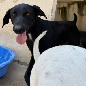 Adopt Beauty