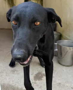 Adopt Beauty
