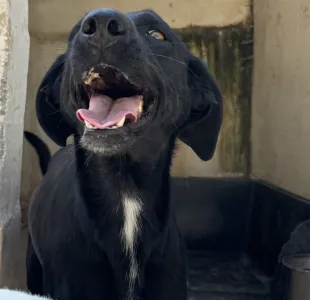 Adopt Beauty