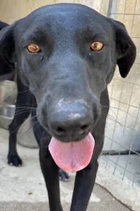 Adopt Beauty