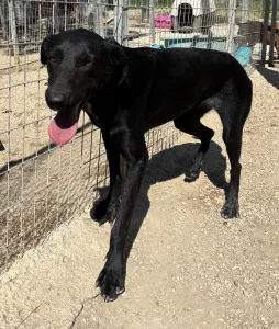 Adopt Beauty