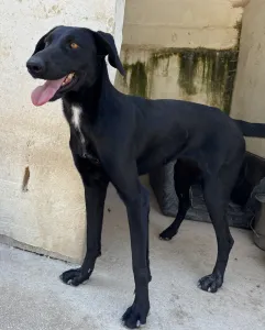 Adopt Beauty