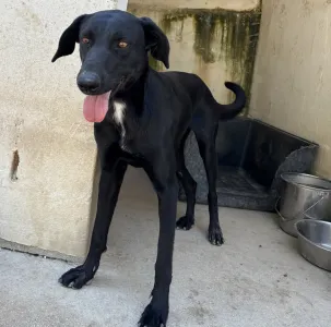 Adopt Beauty
