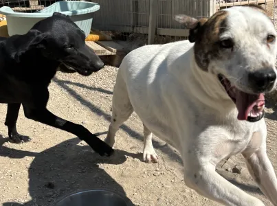 Adopt Beauty