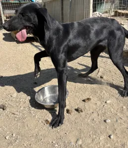 Adopt Beauty