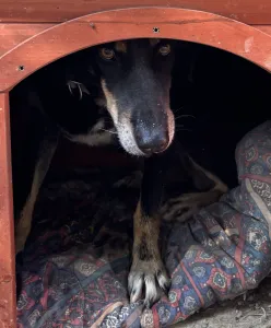 Adopt King
