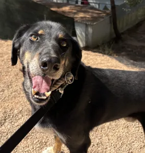 Adopt King