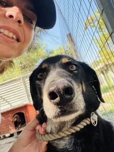Adopt King