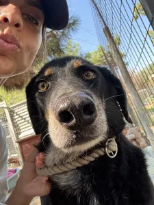 Adoption profile for King