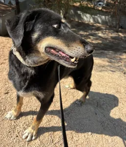 Adopt King