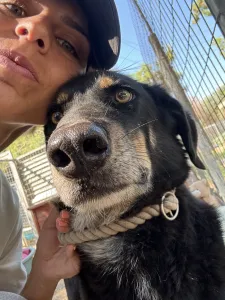 Adopt King