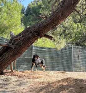 Adopt King